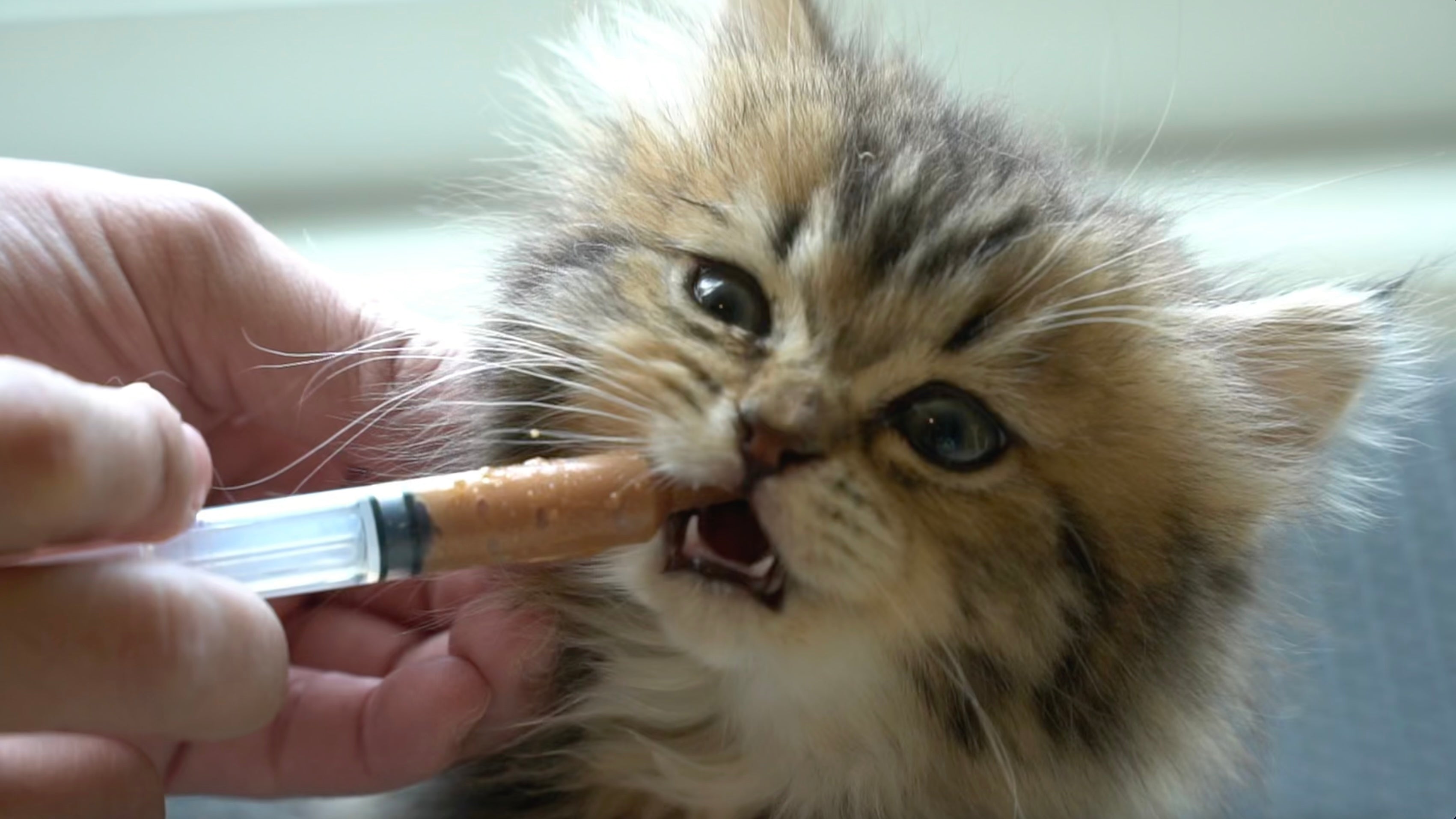 How to Give Your Cat Medicine with an Oral Syringe: Tips for Success