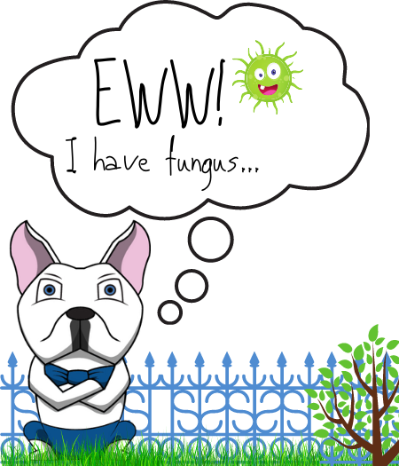 My pets ears smell like Corn Chips, What is it?