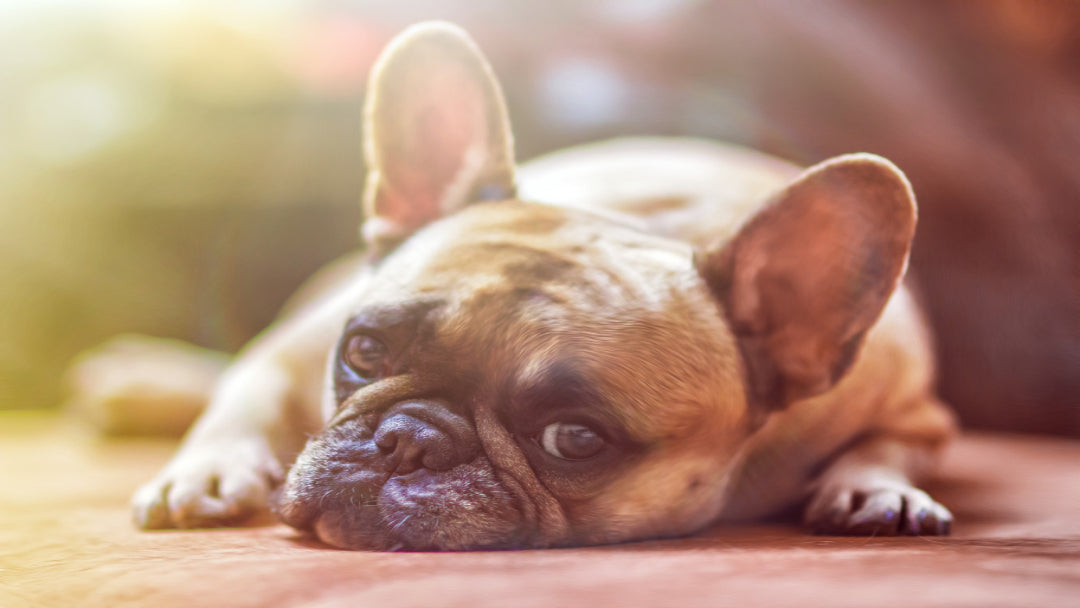 A calm dog lying down.