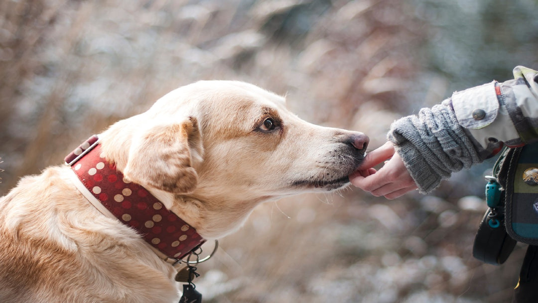 Labrador Eating a Treat