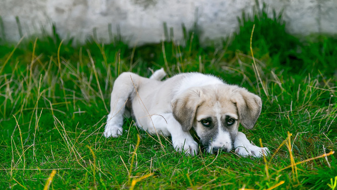 Sick dog lying in grass looking sad