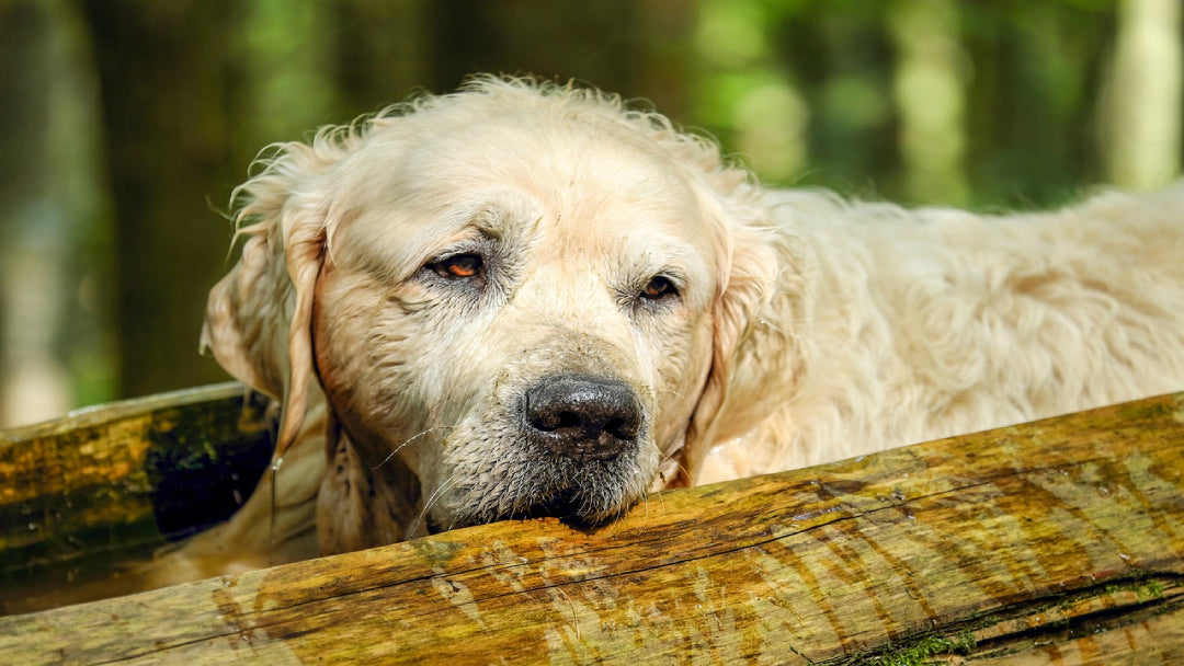 An Old Golden Retriever Resting