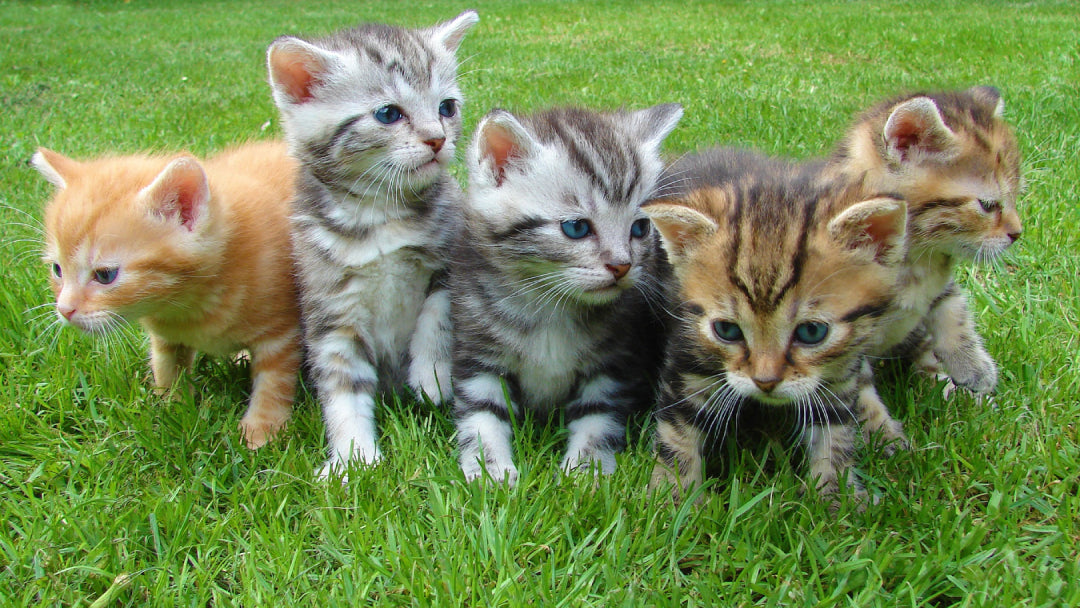 a group of kittens standing in the grass