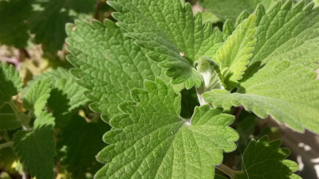 catnip growing in the wild