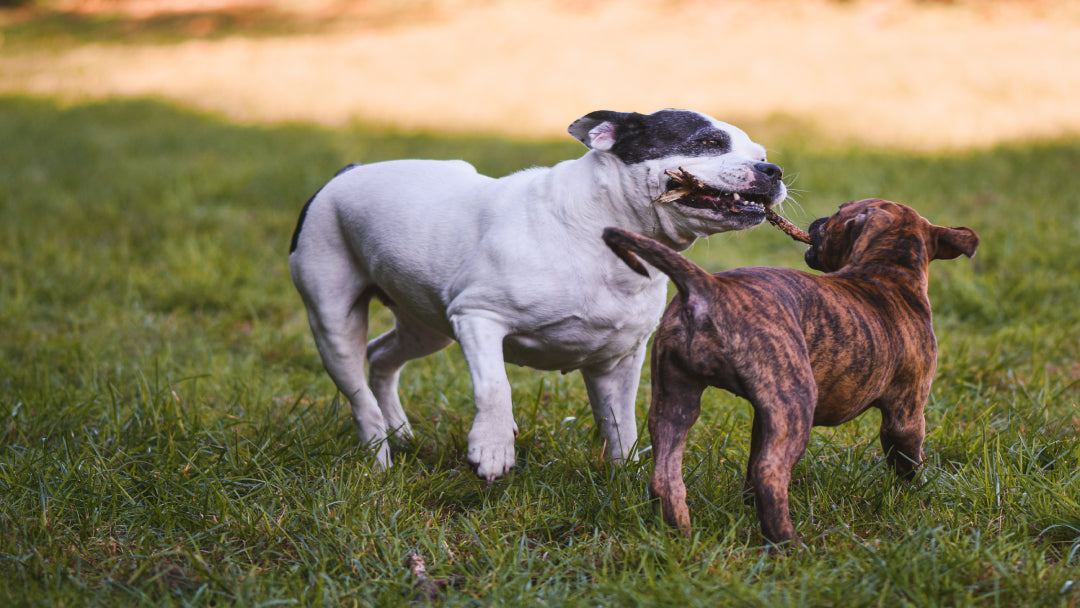 dogs fighting over dog treat