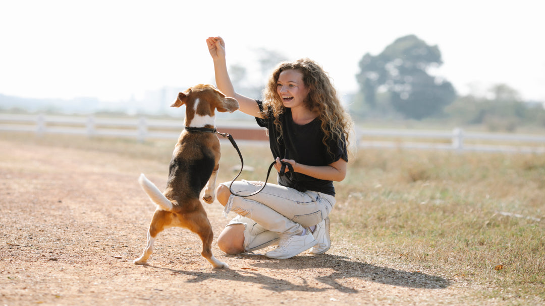 person giving dog a treat