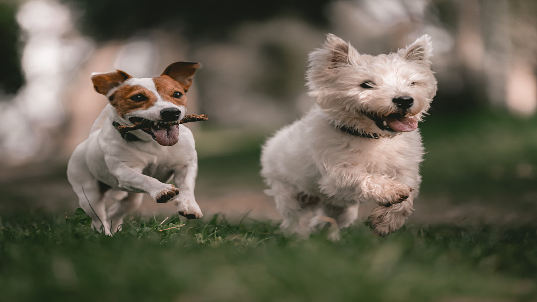 dogs running with jerky