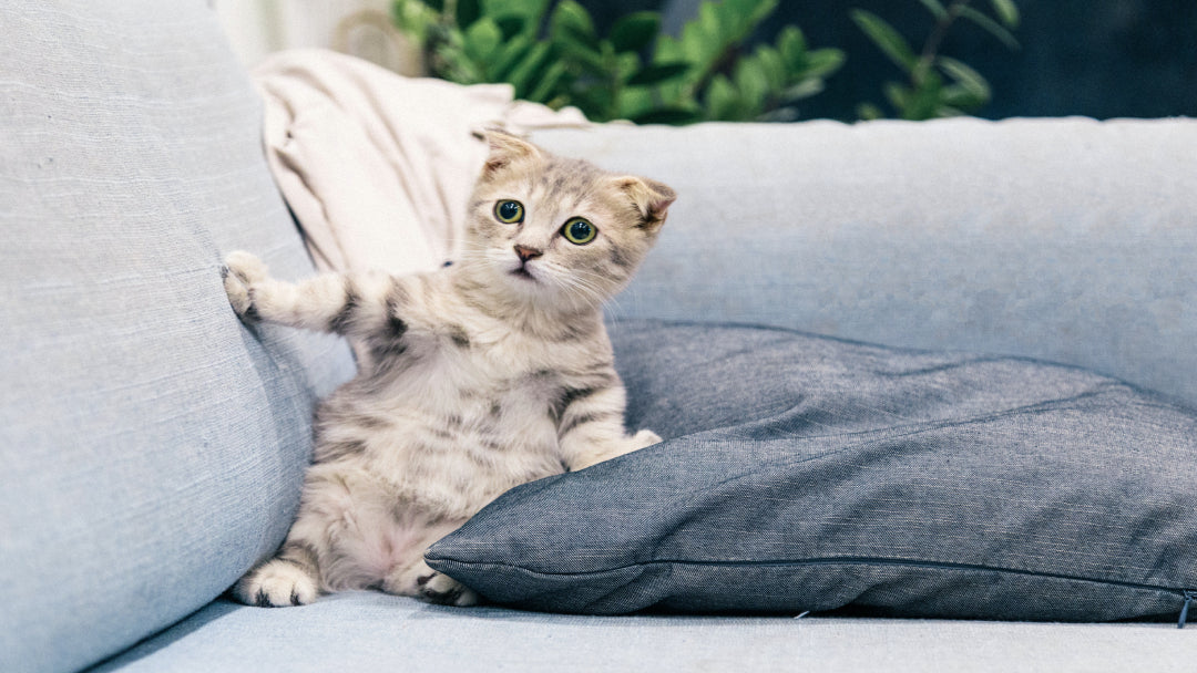 a cat interrupted while making biscuits