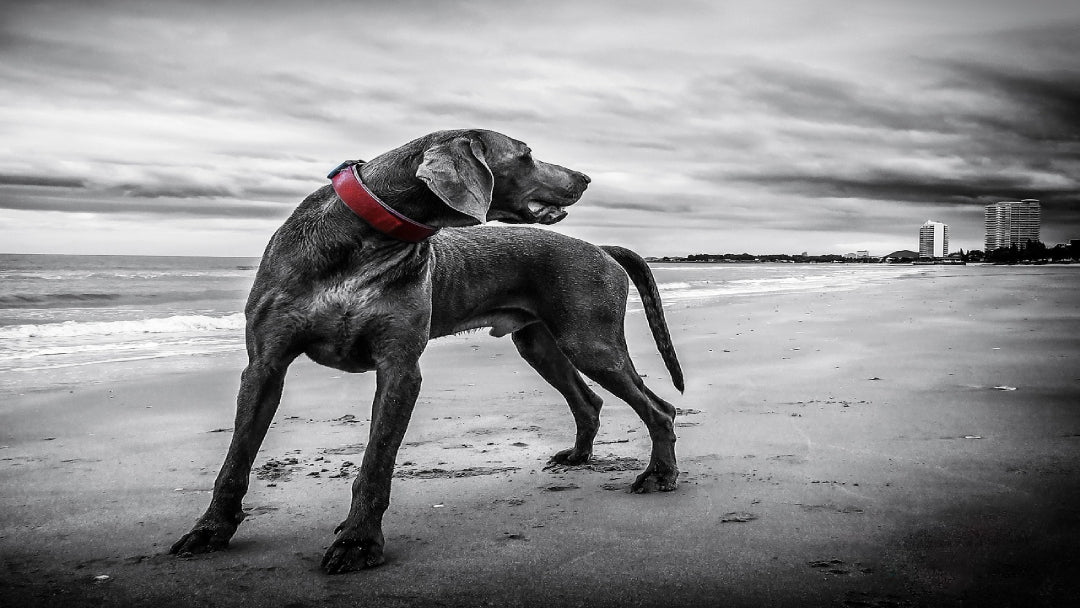 Weimaraner on a Beach