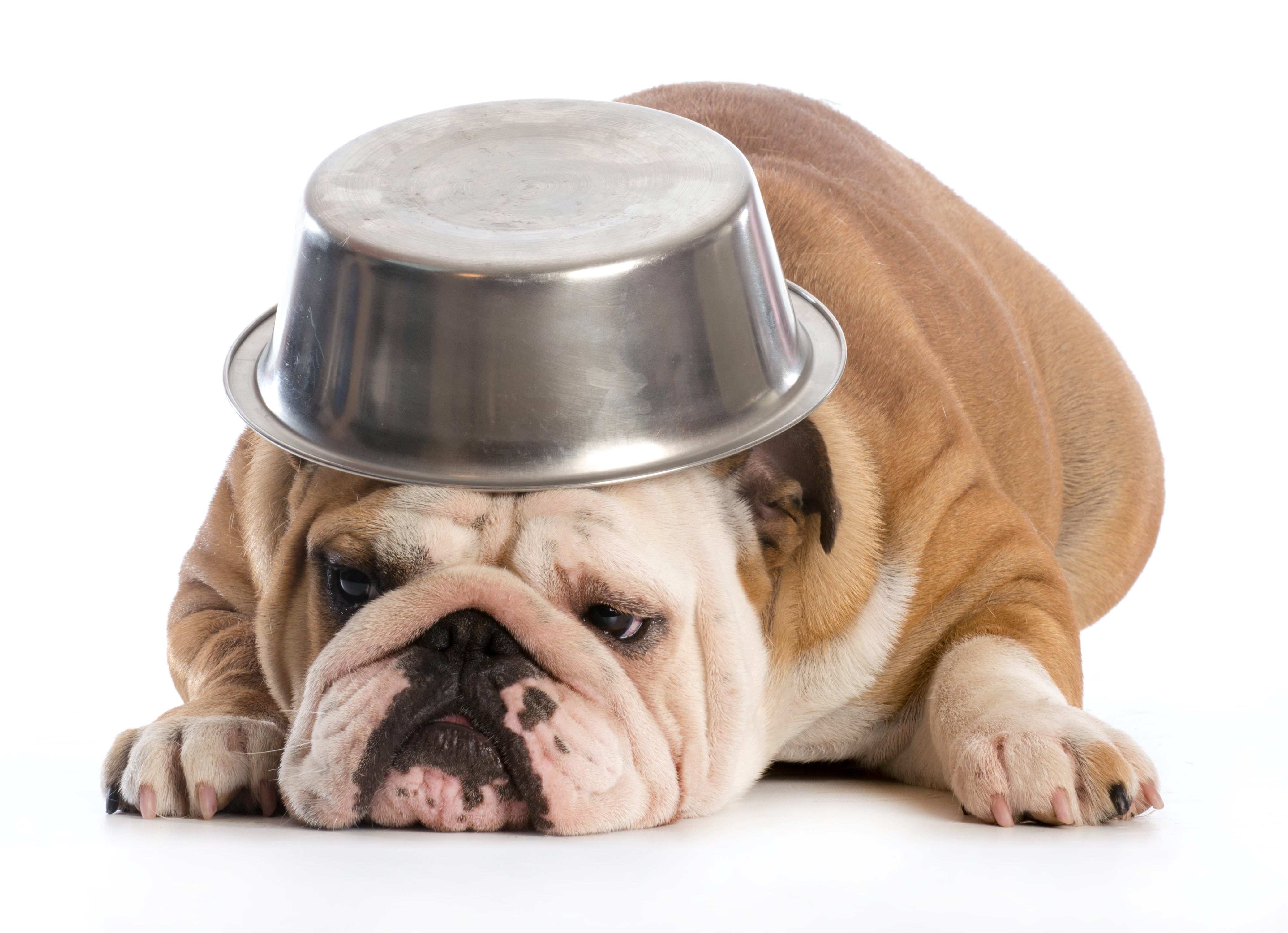 When is Your Pet's Lack of Appetite an Emergency?