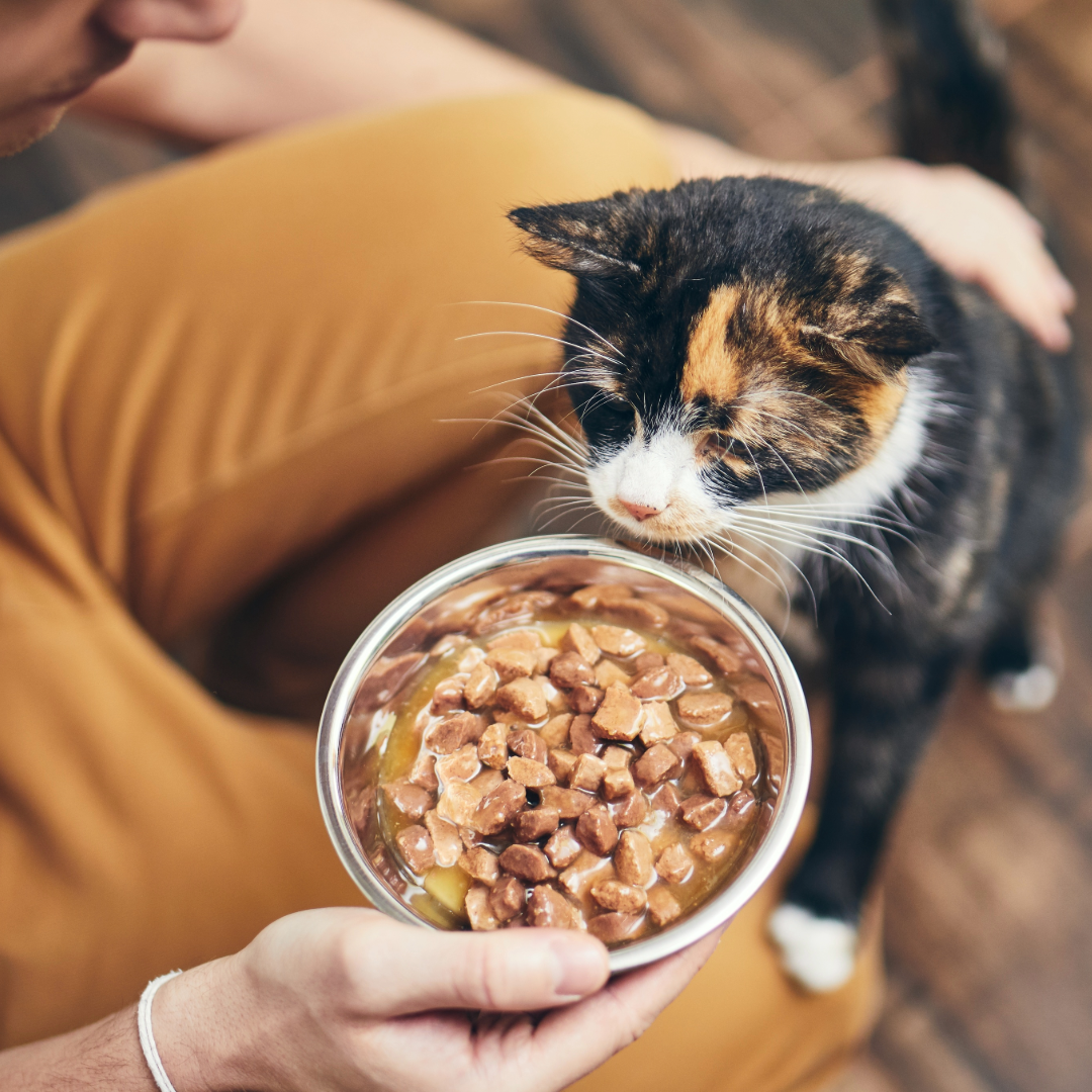 How to Stimulate a Cat's Appetite Naturally