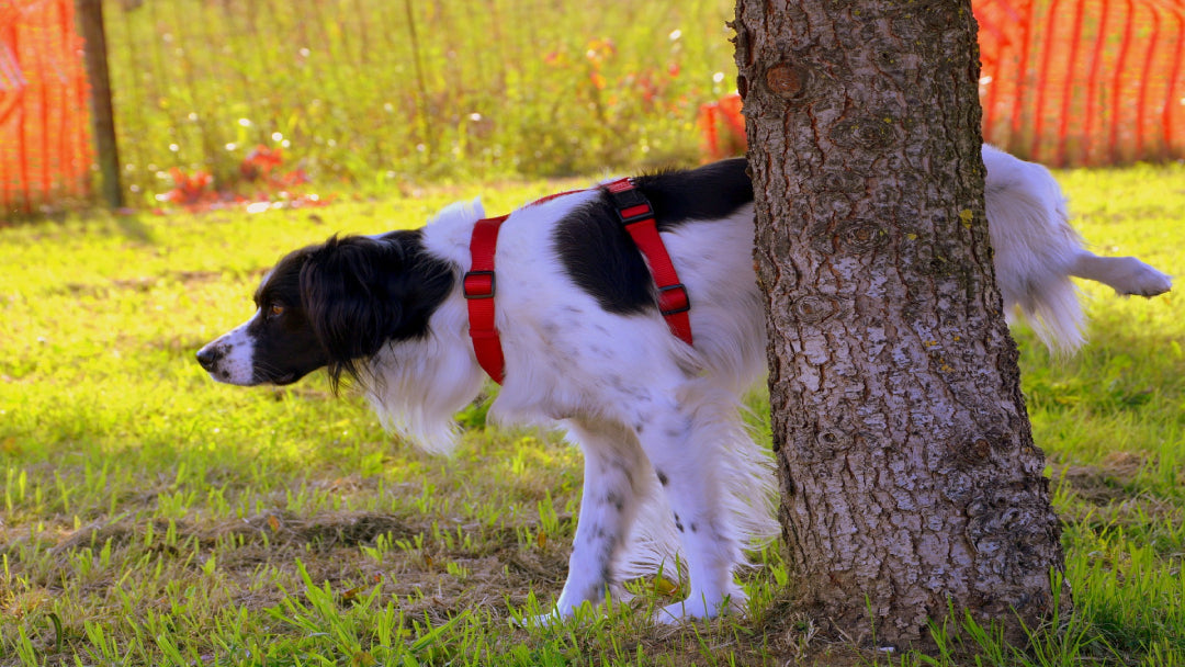 A white and black dog peeing on a tree