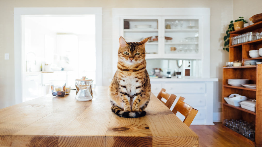 a striped cat sitting on top of a table