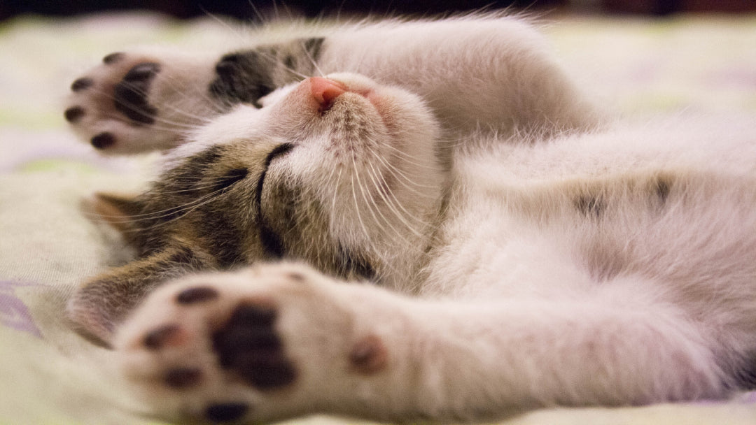 kitten sleeping with arms outstretched