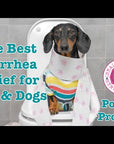 Poo Poo Problems - Pet Diarrhea & Digestive Support