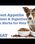 Eat - Pet Appetite Stimulant